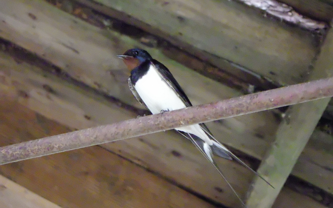 Vogelspotten 101