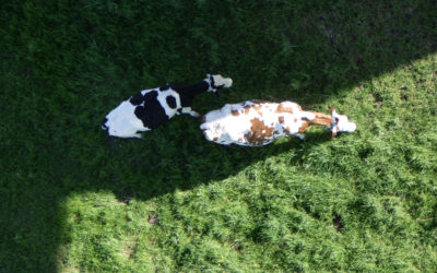 Houd de zon te vriend