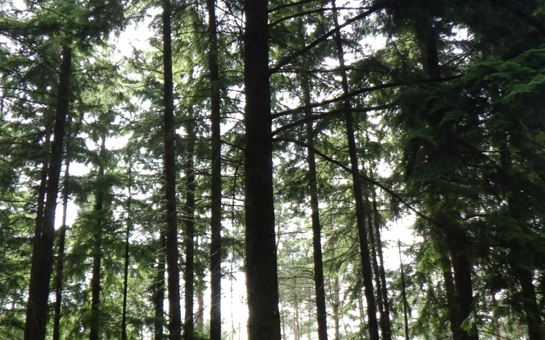 Mindful wandelen