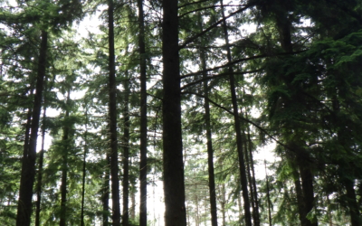 Mindful wandelen