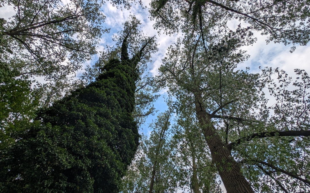 De kracht van de zon