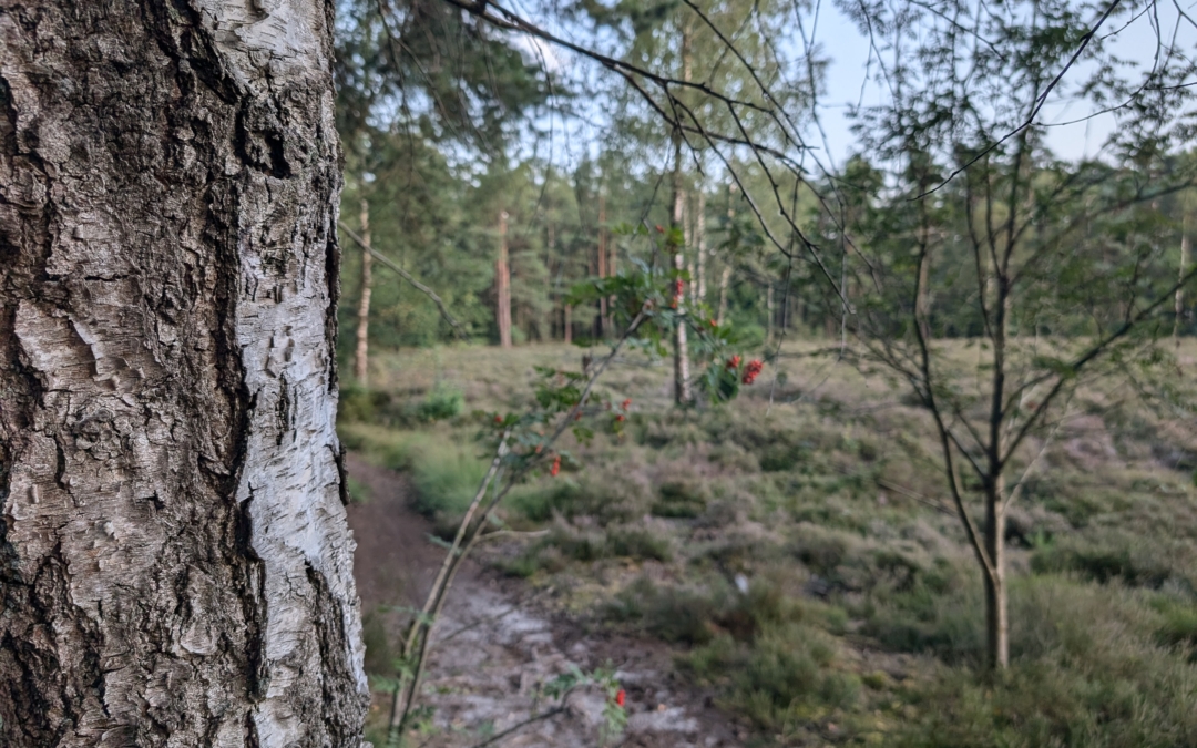Ridderoordse Bos