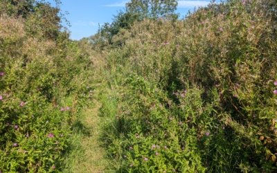 Dwalen door de Van Dixhoorndriehoek