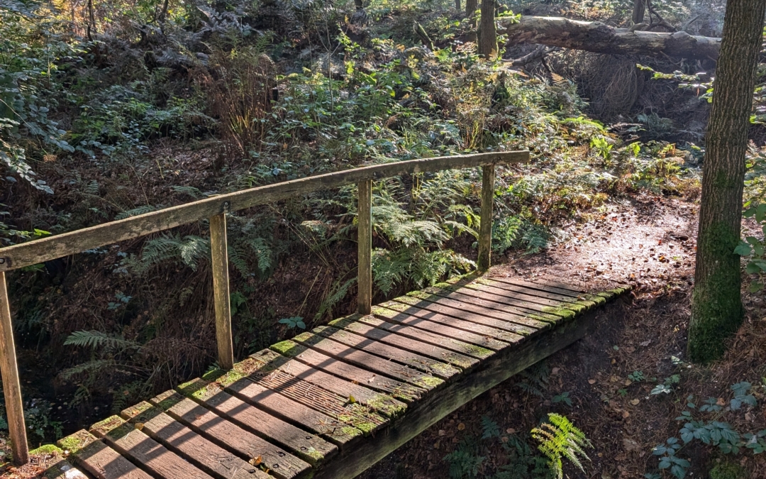Wandelroute Wolfheze