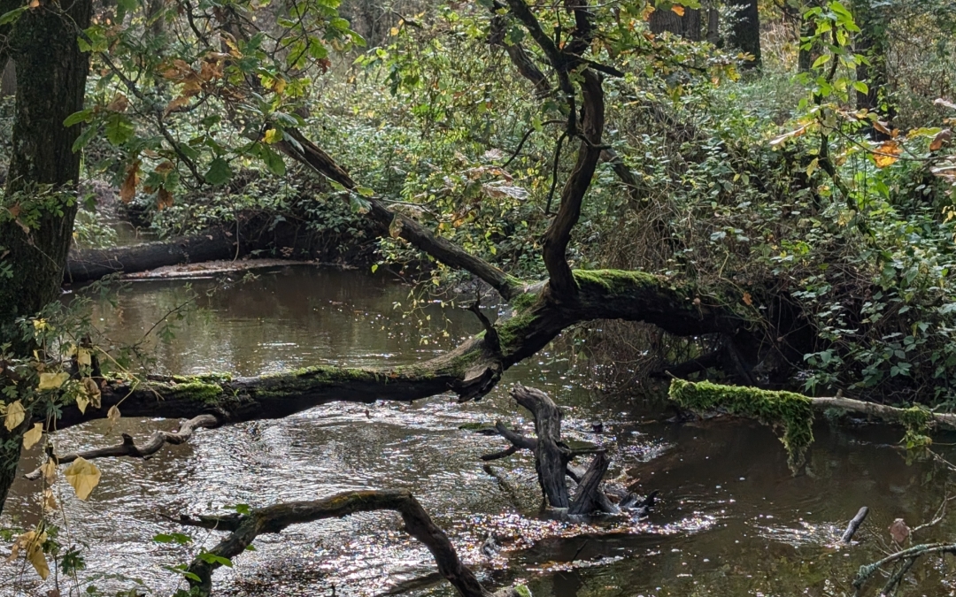 Eeuwwandeling over de Kampina