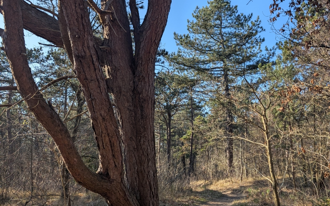 Wandelroute Dennen