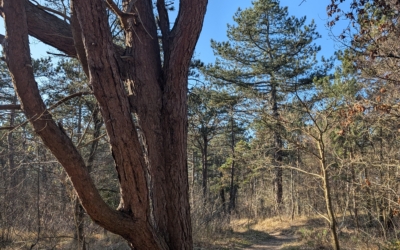 Wandelroute Dennen