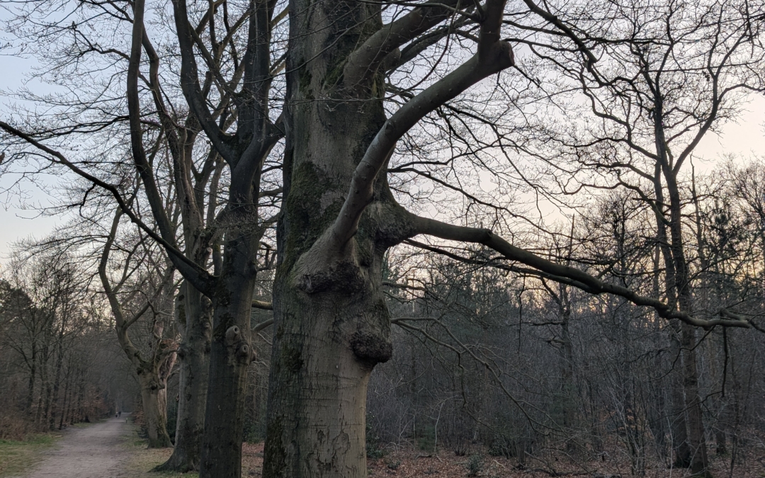 Wandelroute De Leyen