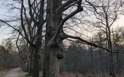 Wandelroute De Leyen