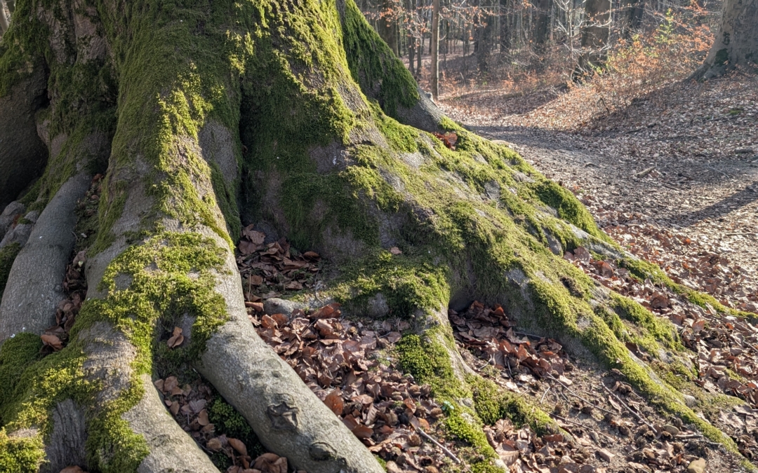 Wandelroute Stammenderbos