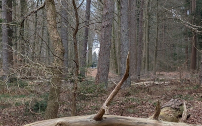 Wandelroute landgoed Ruitenberg