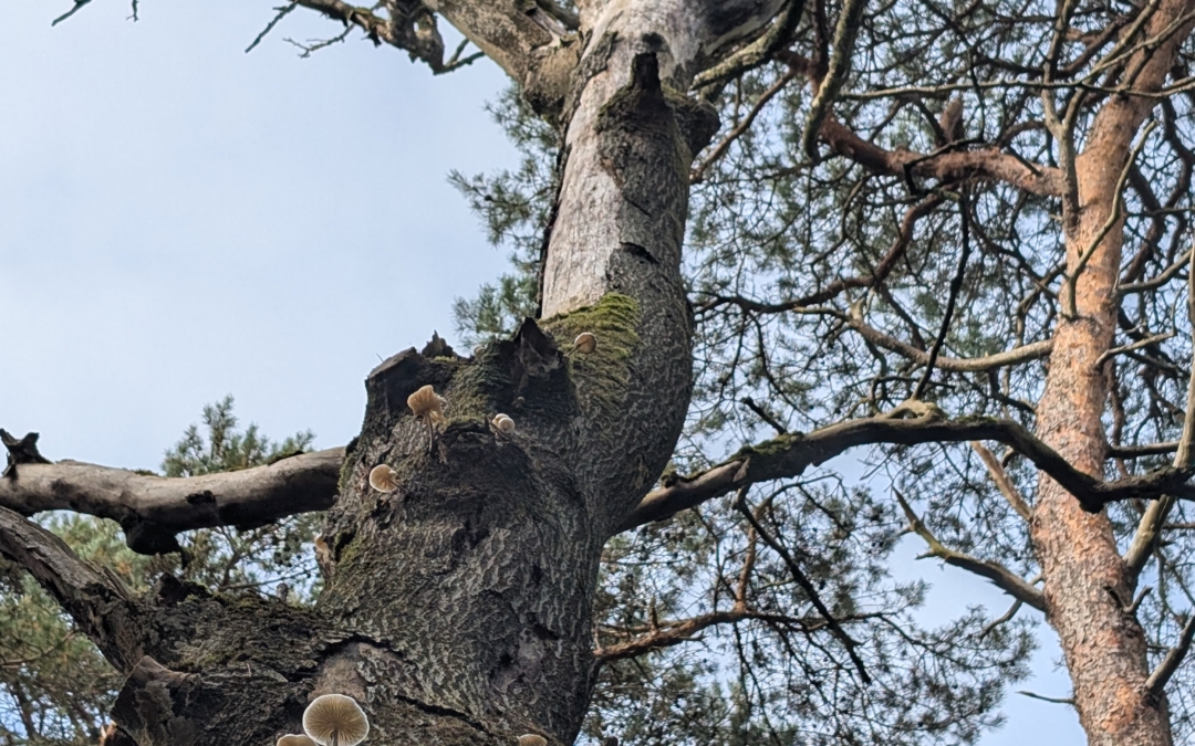 Wandelroute Birkhoven