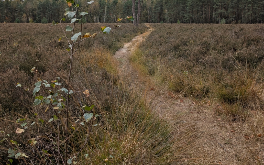 Wandelroute Lievestrowandeling